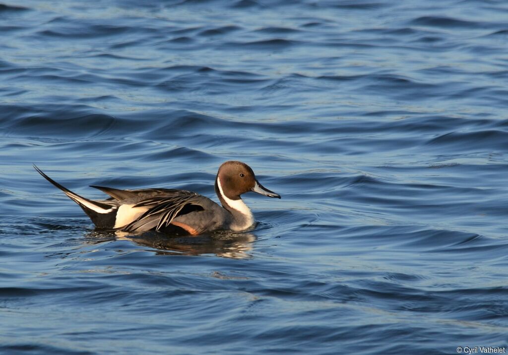 Canard pilet mâle adulte nuptial, identification, composition, nage