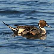 Northern Pintail