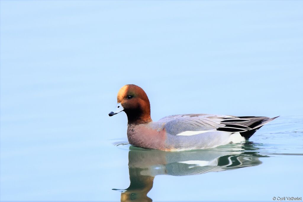 Eurasian Wigeon male adult breeding, identification, aspect, pigmentation, swimming