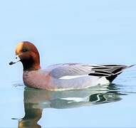 Eurasian Wigeon