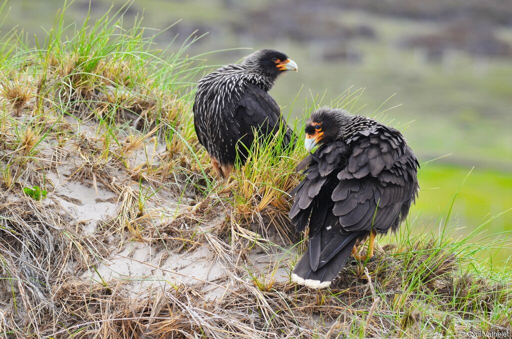 Caracara austral, habitat, soins, composition