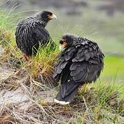 Caracara austral