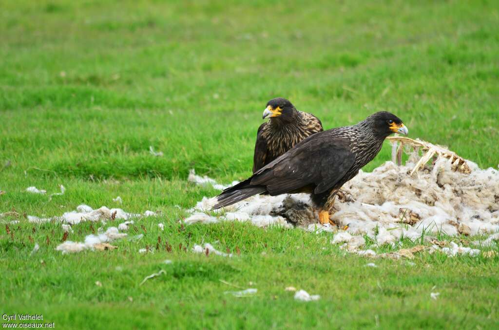 Striated Caracaraadult, habitat, pigmentation, feeding habits, eats