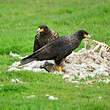 Caracara austral