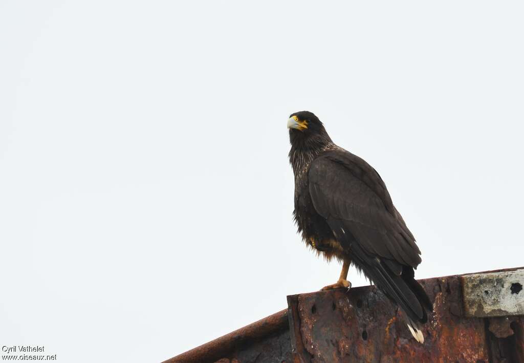 Striated Caracaraimmature, pigmentation