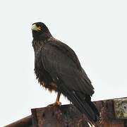 Striated Caracara