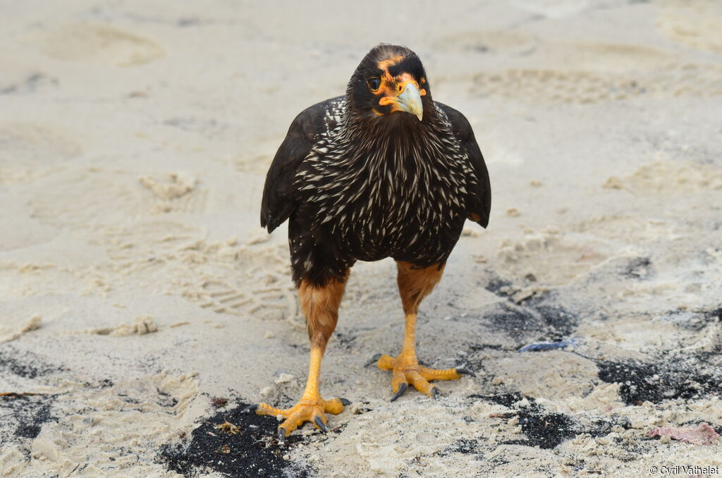 Caracara austral, identification, marche