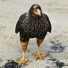 Caracara austral