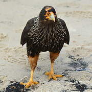 Striated Caracara