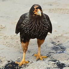 Caracara austral