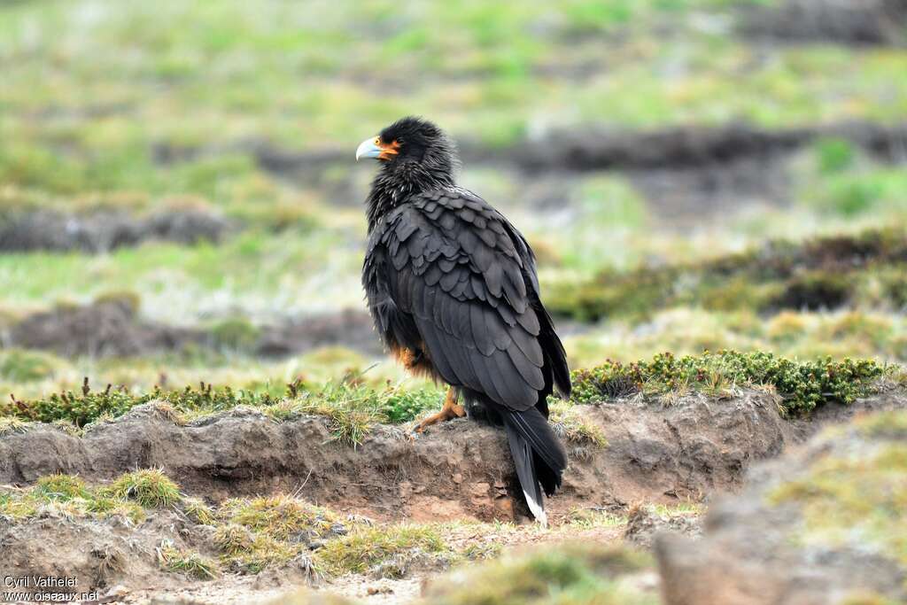 Caracara australimmature, identification