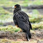 Caracara austral