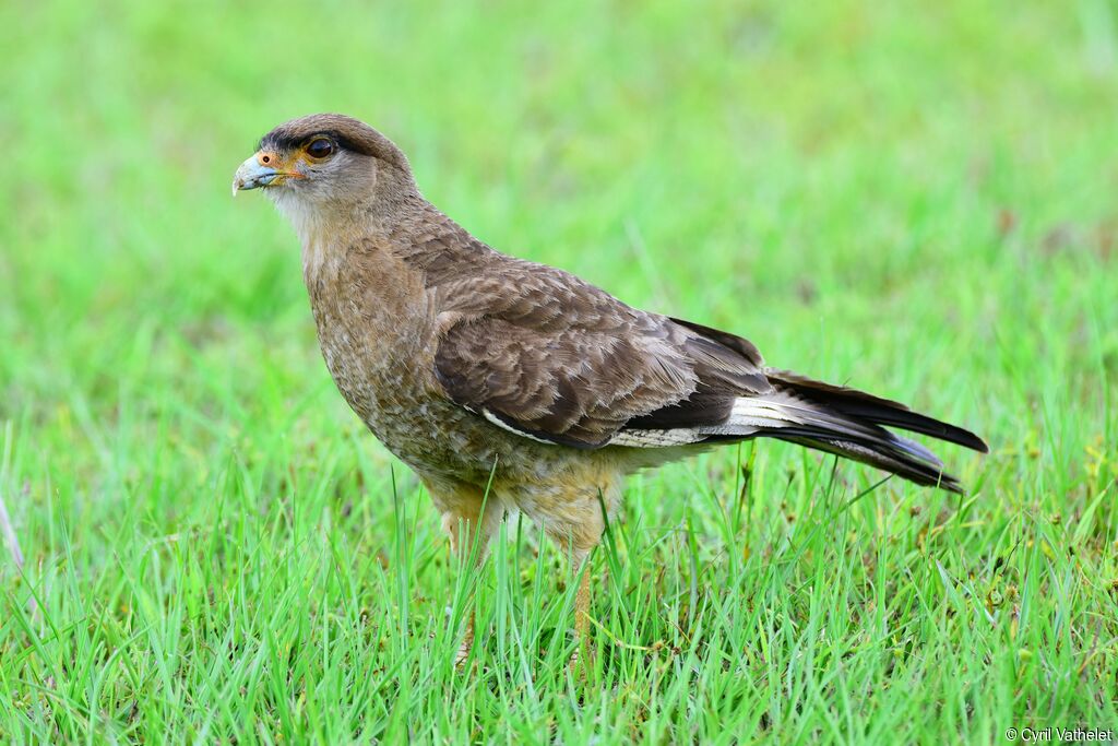 Chimango Caracara, identification, aspect