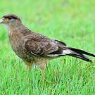 Caracara chimango