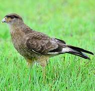 Chimango Caracara