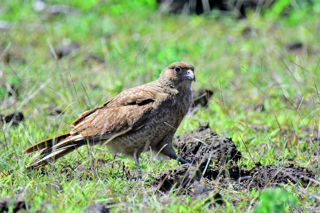 Chimango Caracara, identification, aspect, Behaviour