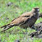 Caracara chimango