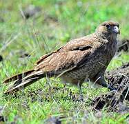 Chimango Caracara