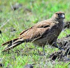 Caracara chimango