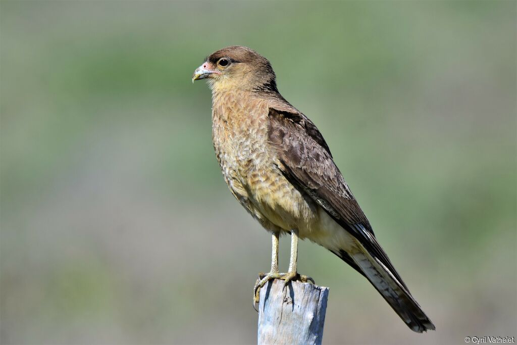 Chimango Caracara, identification