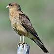 Caracara chimango