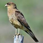 Caracara chimango