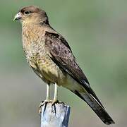 Chimango Caracara