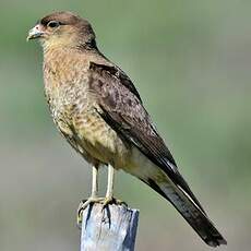 Caracara chimango