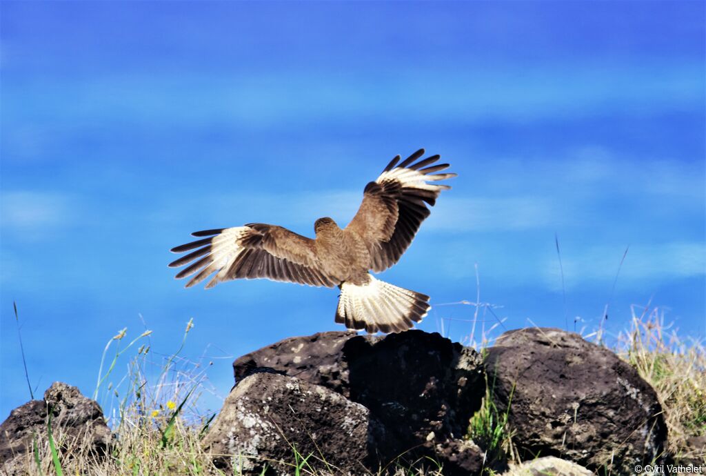 Caracara chimango, identification, composition, pigmentation, Vol