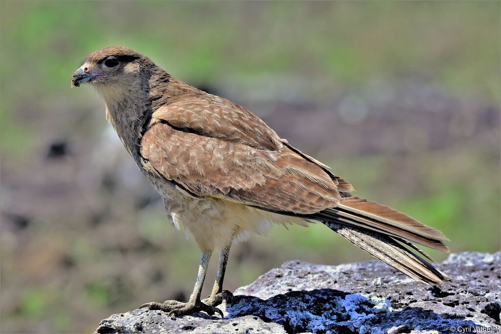 Caracara chimango, identification