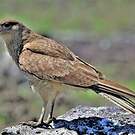 Caracara chimango