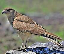 Chimango Caracara