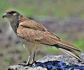 Caracara chimango