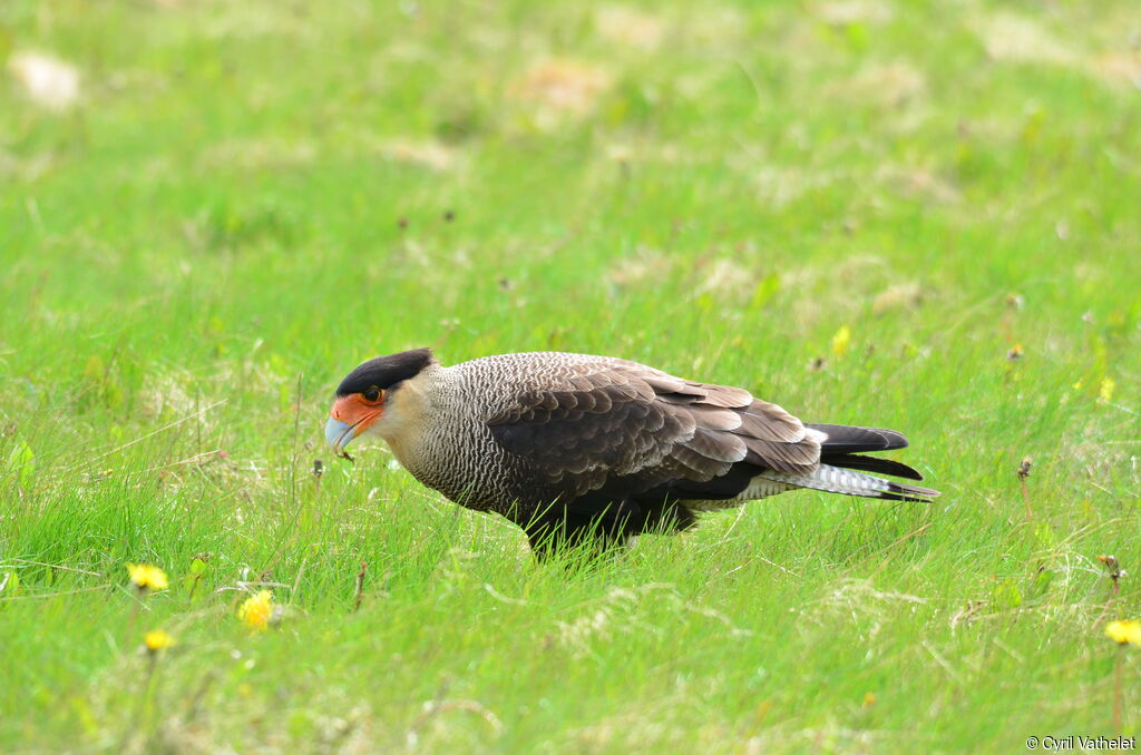 Caracara huppé, identification, habitat, composition, marche