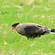 Caracara huppé