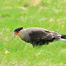 Caracara huppé