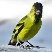 Black-chinned Siskin