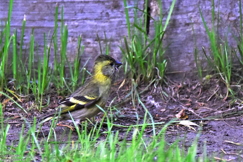 Black-chinned Siskin female adult, walking, Reproduction-nesting