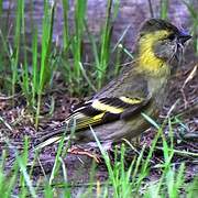 Black-chinned Siskin