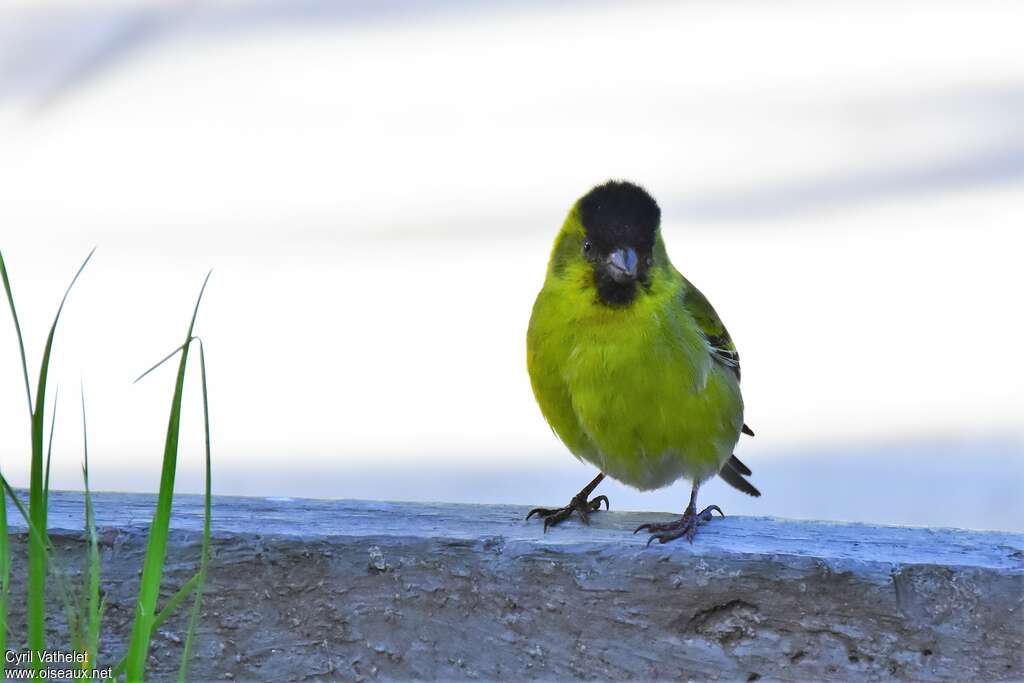 Black-chinned Siskin male adult breeding, close-up portrait