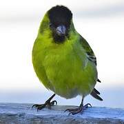 Black-chinned Siskin