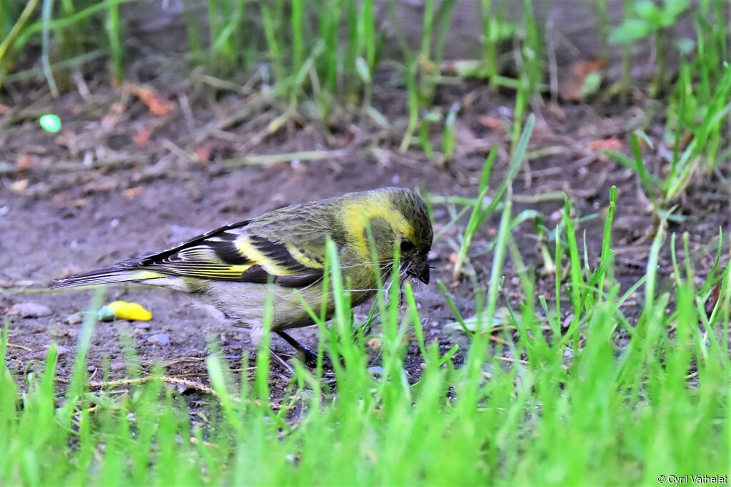 Black-chinned Siskin female adult, identification, aspect, pigmentation, Reproduction-nesting