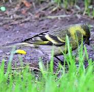 Black-chinned Siskin