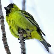 Black-chinned Siskin