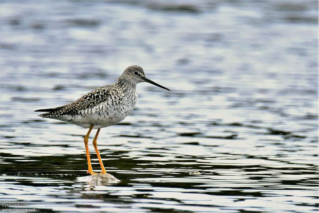 Greater Yellowlegsadult breeding, identification