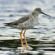 Greater Yellowlegs