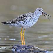 Greater Yellowlegs