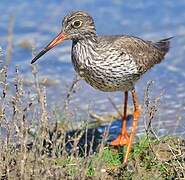 Common Redshank