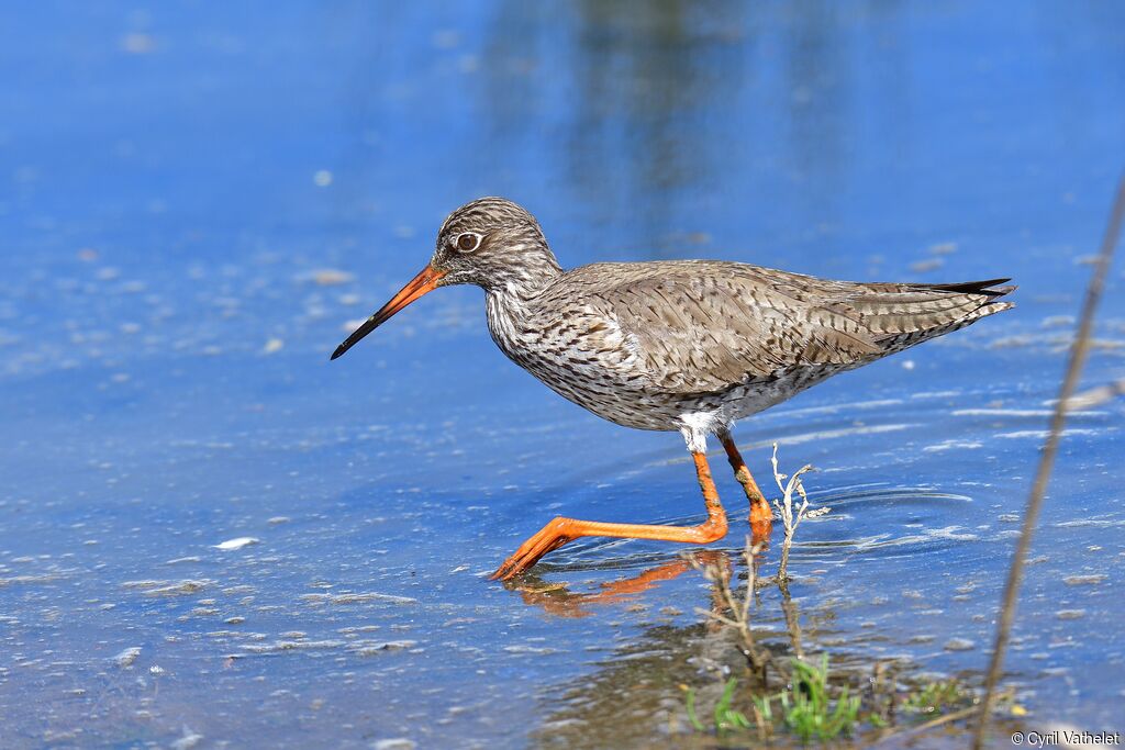 Common Redshankadult breeding, identification, aspect, walking