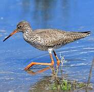 Common Redshank